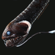 The ultra-black Pacific blackdragon (Idiacanthus antrostomus), the second-blackest fish studied by the research team.